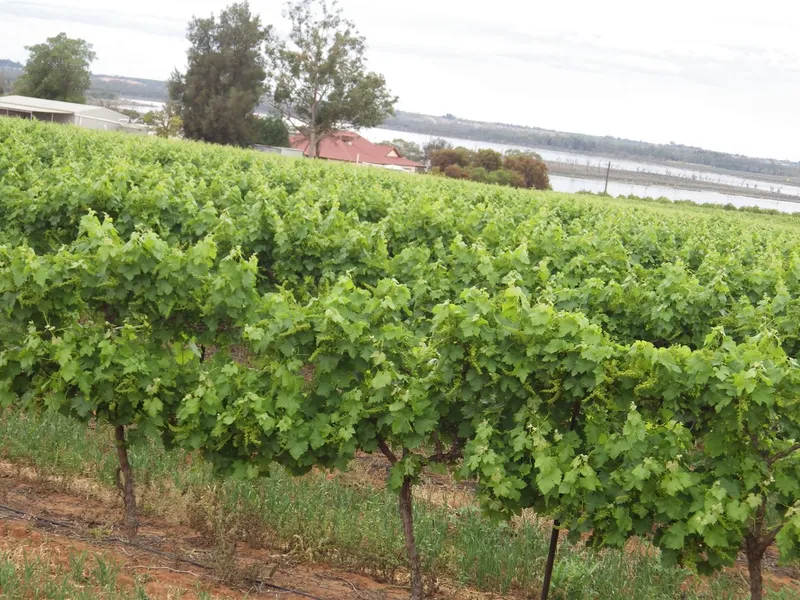 Country Living - Water Views - 5.626H (13.5ac)