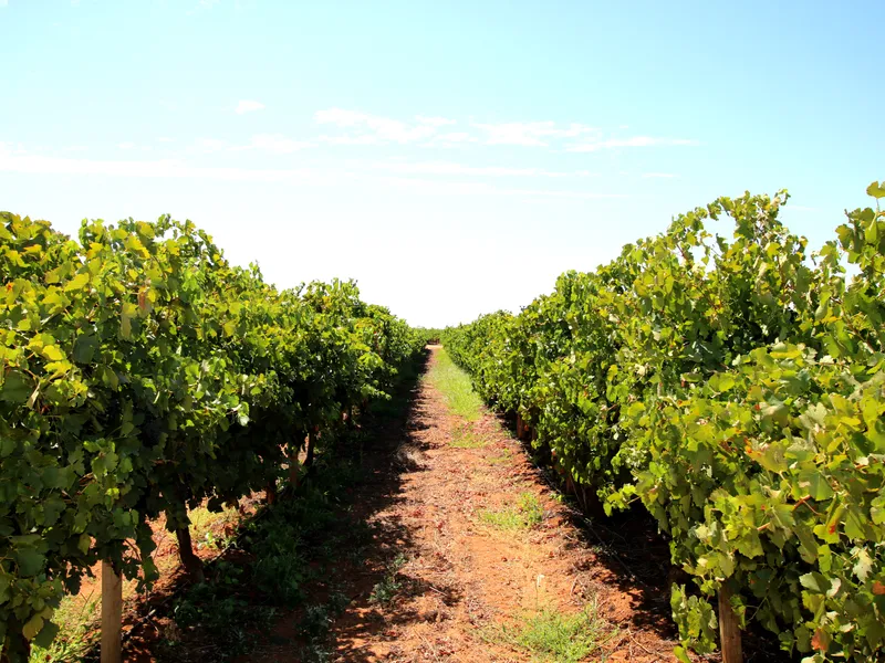 Established Vineyard & home package
