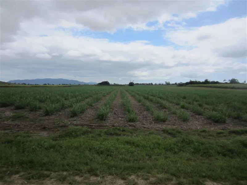 CANE FARM ON THREE TITLES