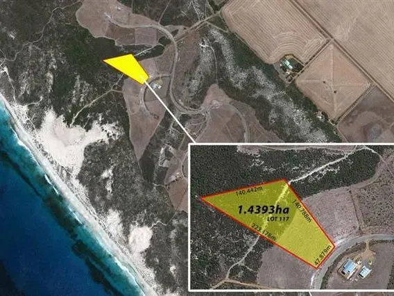 Build The Dream On Turtledove!