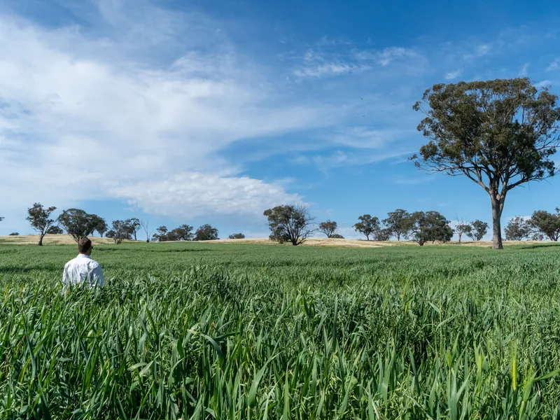 Large-scale grazing enterprise