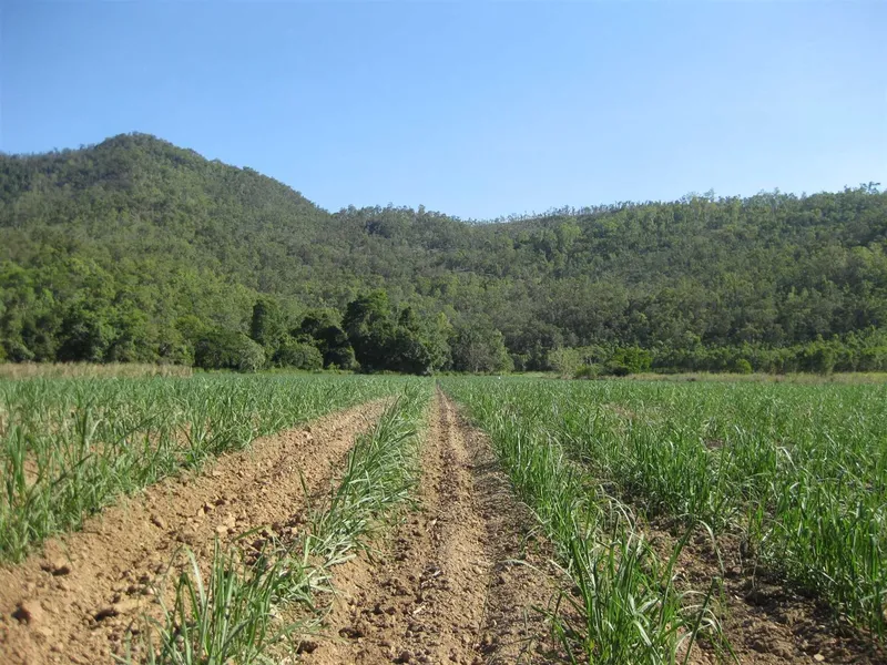 Cane and ex-papaya farm with cane crop, also suit cattle