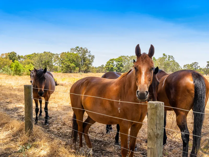 HAVE YOU ALWAYS DREAMED OF OWNING A 5 ACRE 'PIECE OF PARADISE'?