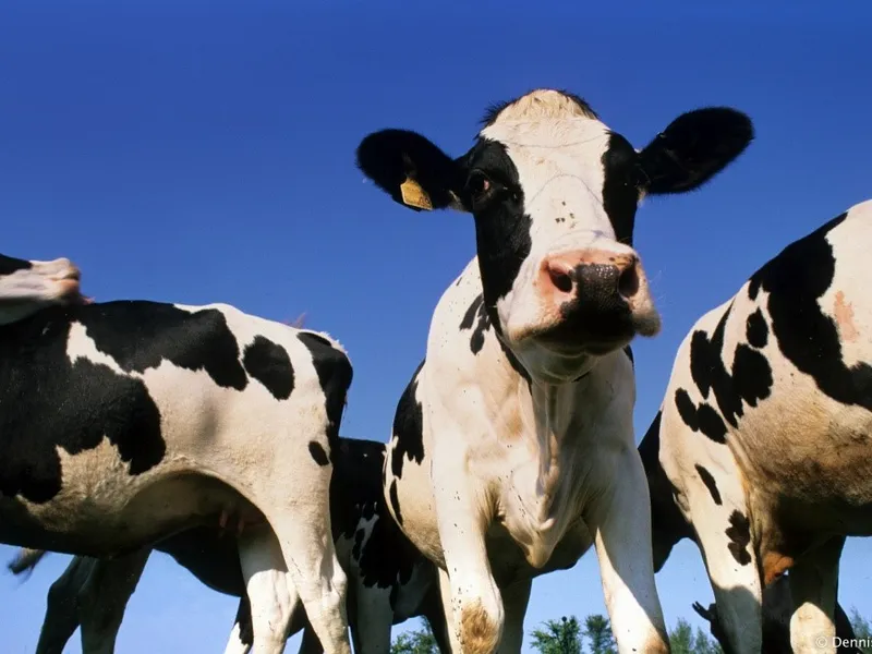 A Dairy farm with Location, Location Location