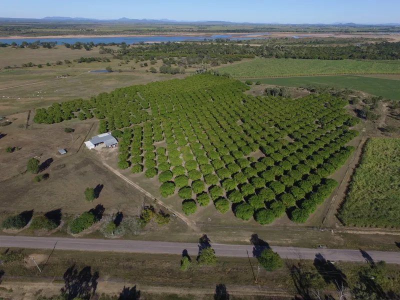 32 Acre Mango Plantation at Rita Island