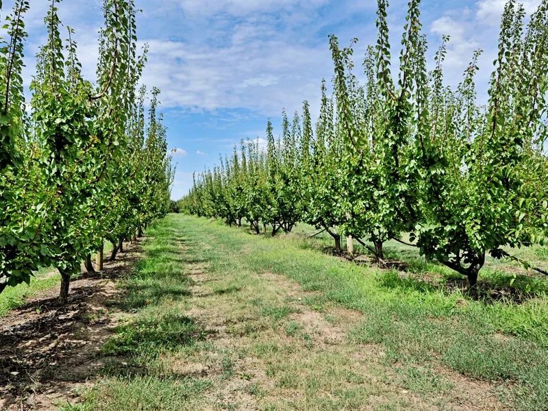 Highly Productive Orchard & Vineyard
