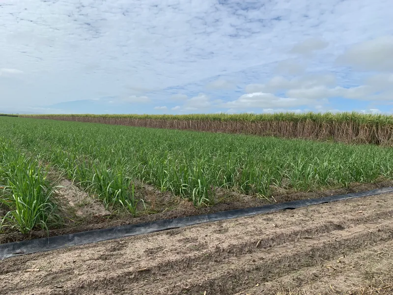 Neat Home Hill Cane Farm for Starters