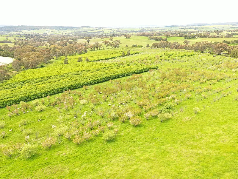 Build The Dream Here