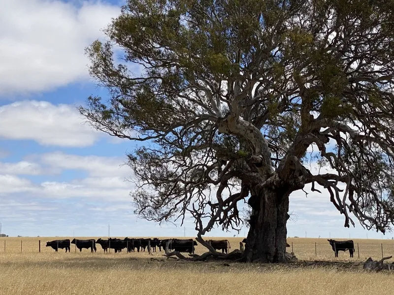 Heavy Grazing and Cropping Parcel