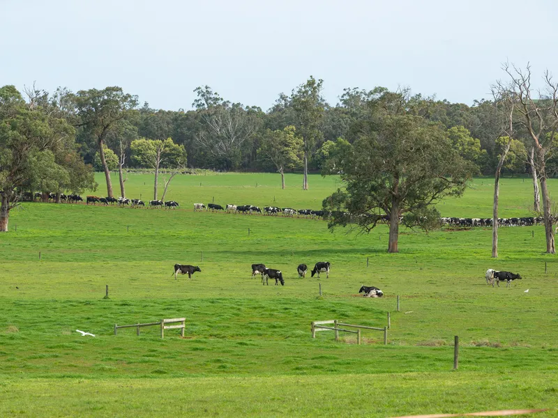 Large Scale Dairy, High Rainfall & Irrigation
