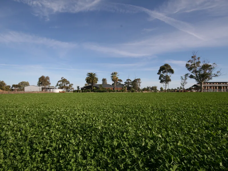 Irrigated Established Hay Crops