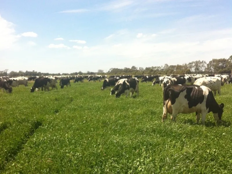 LOCKINGTON DAIRY FARM
