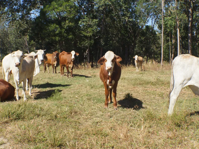 Country living 30 minutes from Mackay