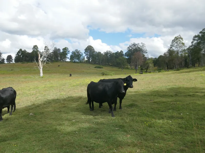 CASINO GRAZING PROPERTY