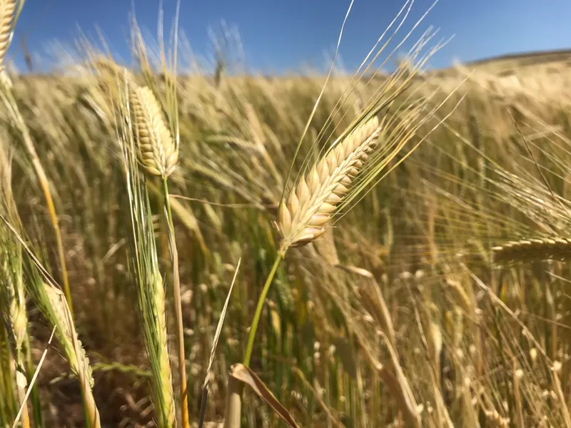 Hills Grazing and Cropping