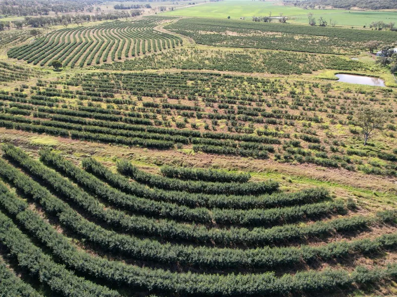 Quality Freehold Grazing, Established Leucaena