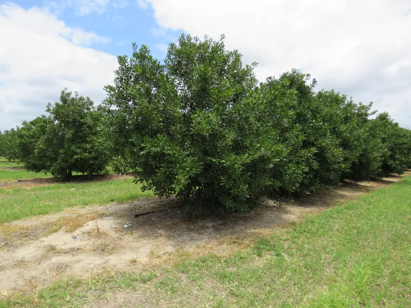 Macadamia Orchard - Bundaberg Region - B & B Potential