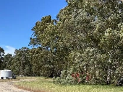 Lifestyle block that has it all - location, tree and sea change