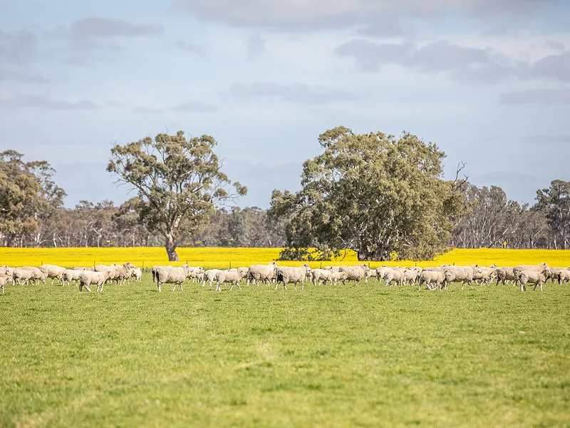 BOORALA:   SCALE - PRODUCTIVITY - DIVERSITY