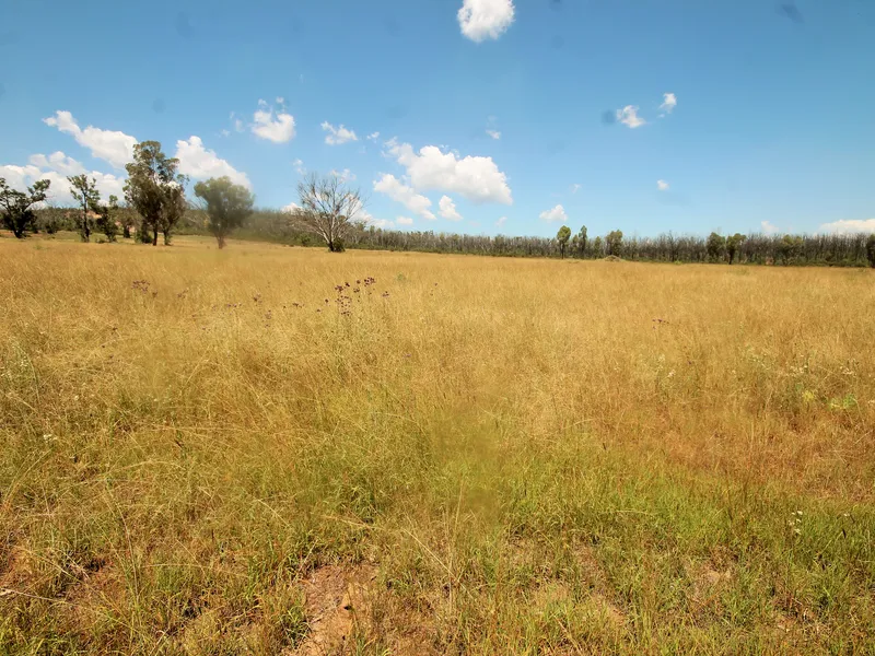 'Pineview' Cattle Station.
