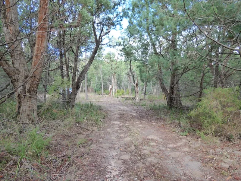 Private Bush Setting