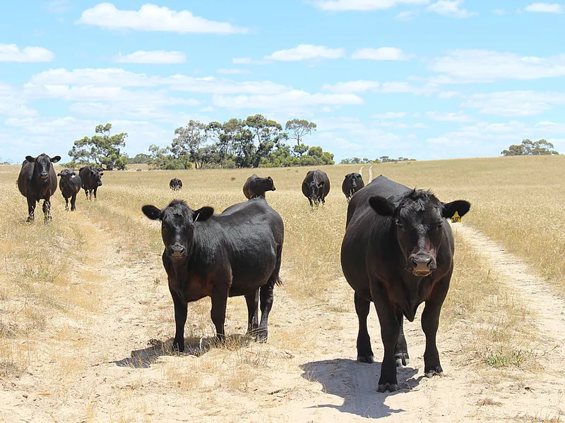 HEALTHY GRAZING & GREAT PLACE TO WORK, UNWIND & RELAX 
