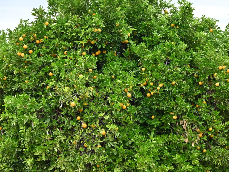 Substantial Citrus Holdings