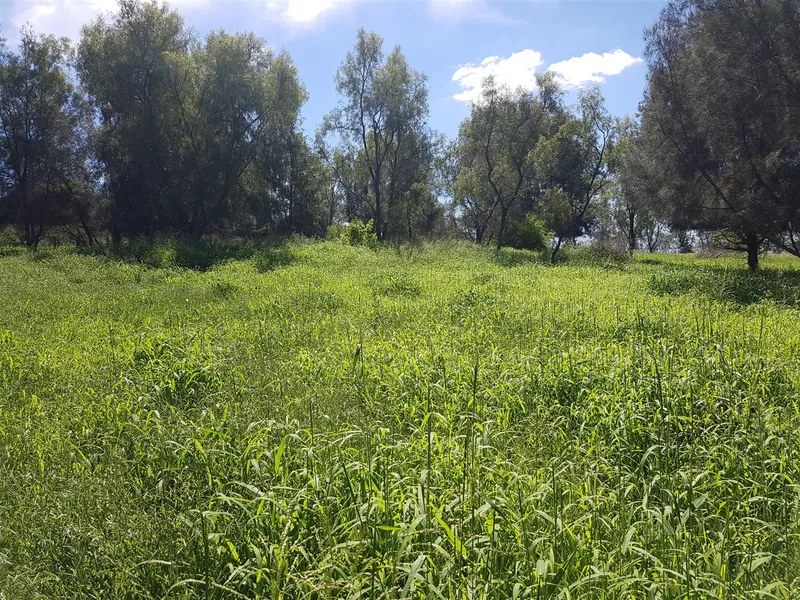Handy Grazing Block