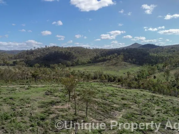 Forest Grazing - Perfect Heifer Country