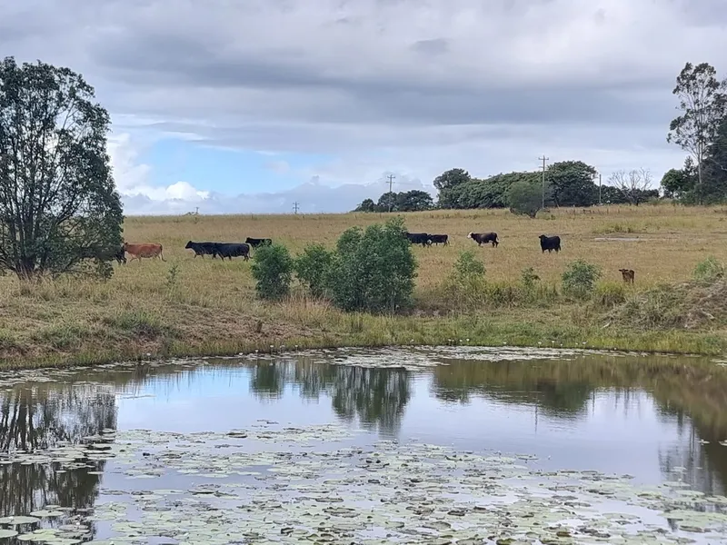 Rare Acreage Allotment