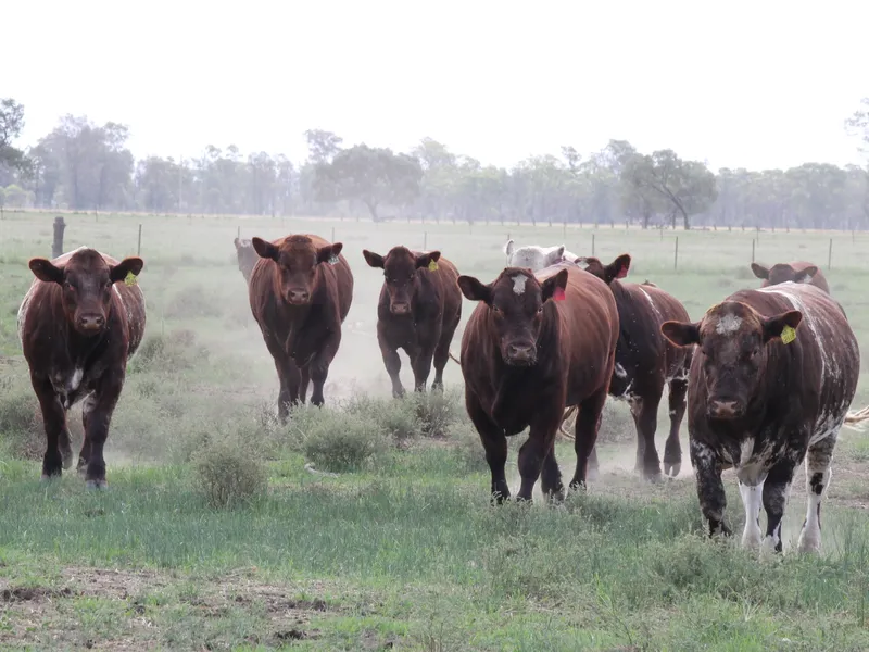 Ray White Condobolin