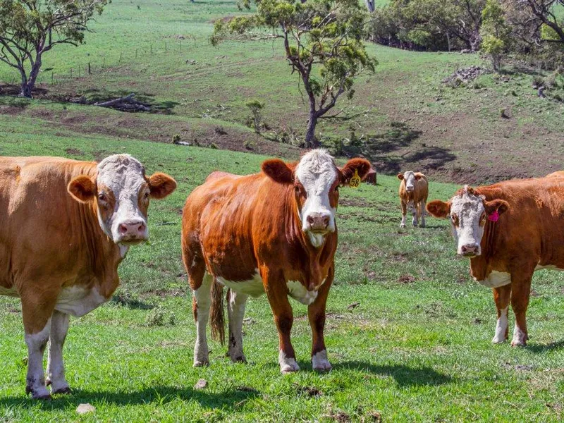 Blue Ribbon Offering