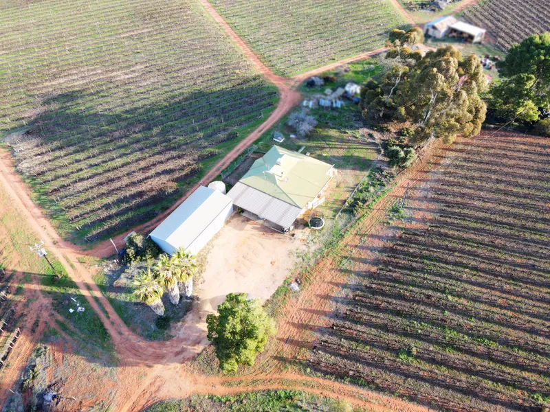 Home Amidst a Vineyard