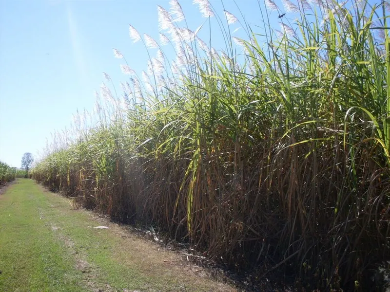 Proserpine River Farm