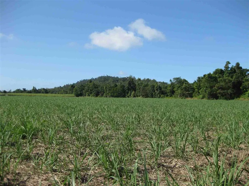 Cane farm with small creek