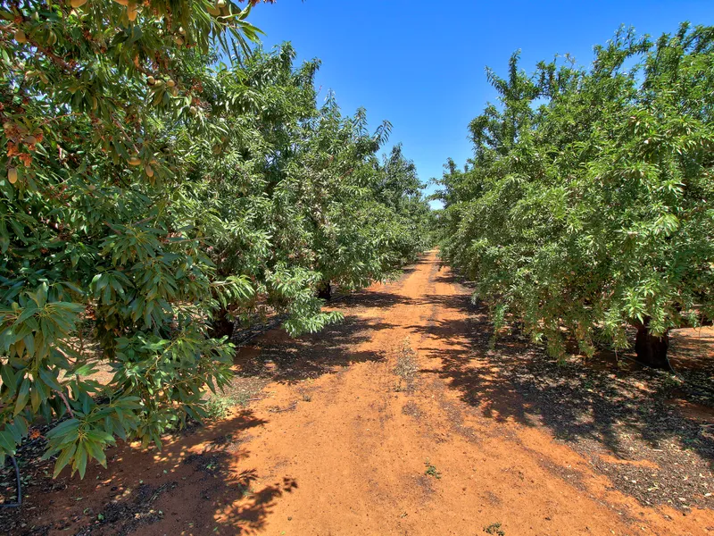 Almond Orchard 