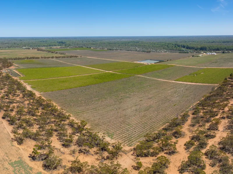 Tapaulin Farm – Sunraysia horticulture opportunity with development and sub-division potential