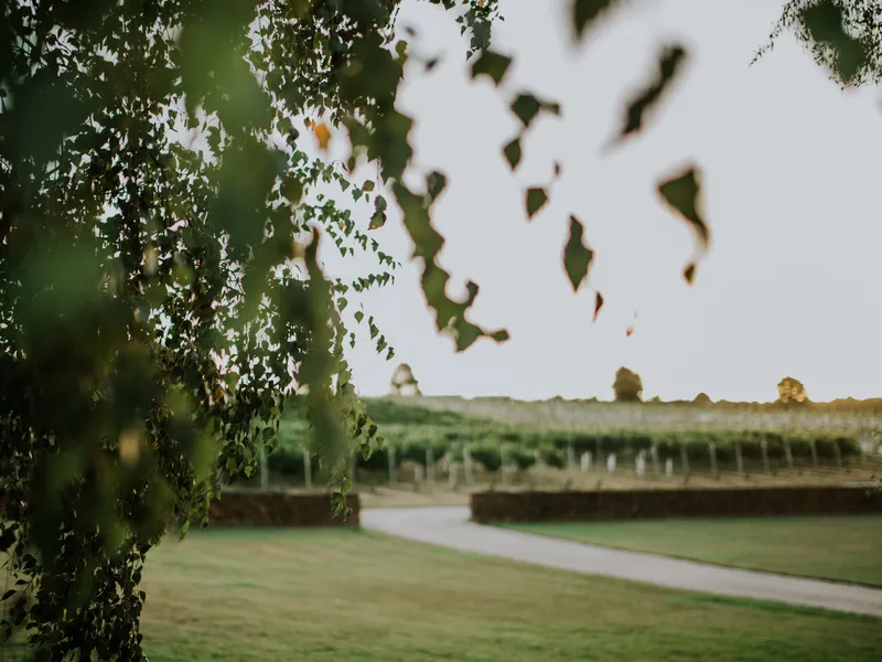 3 Willows Vineyard