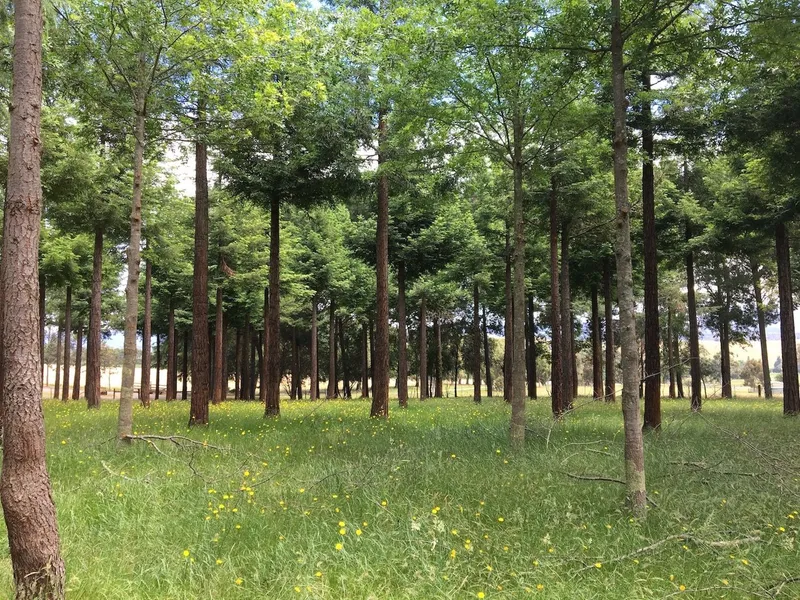 A Man Who Planted Trees and Established your Own Private Forest Lifestyle Home and Arboretum