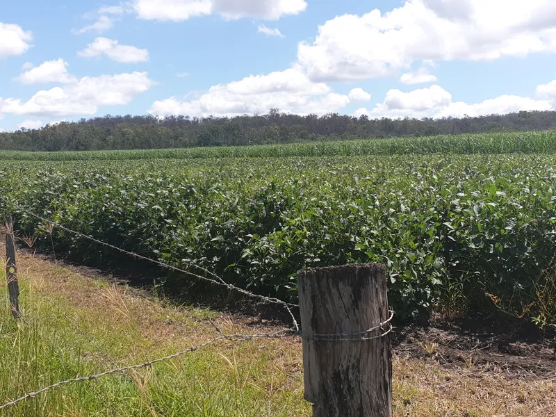 Top sugar cane farm, total area38.73h/a...about..95 acres.