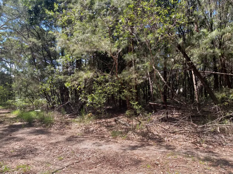 BACK TO THE BUSH