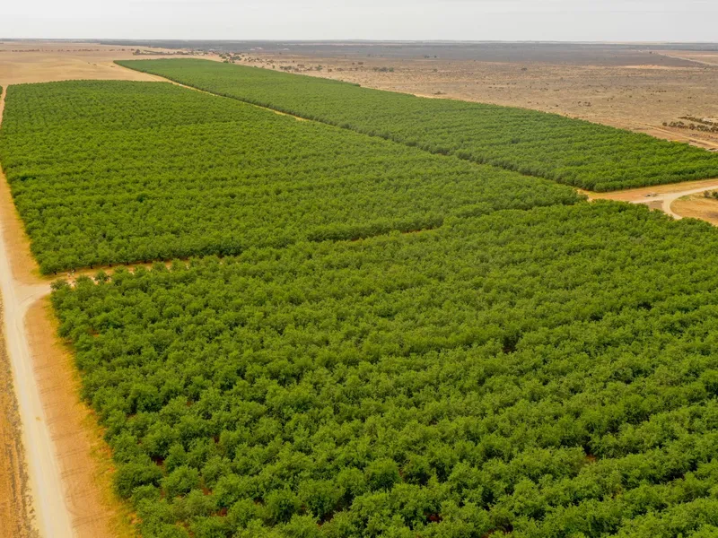 Swan Produce - 320 hectares of almonds, vines and land