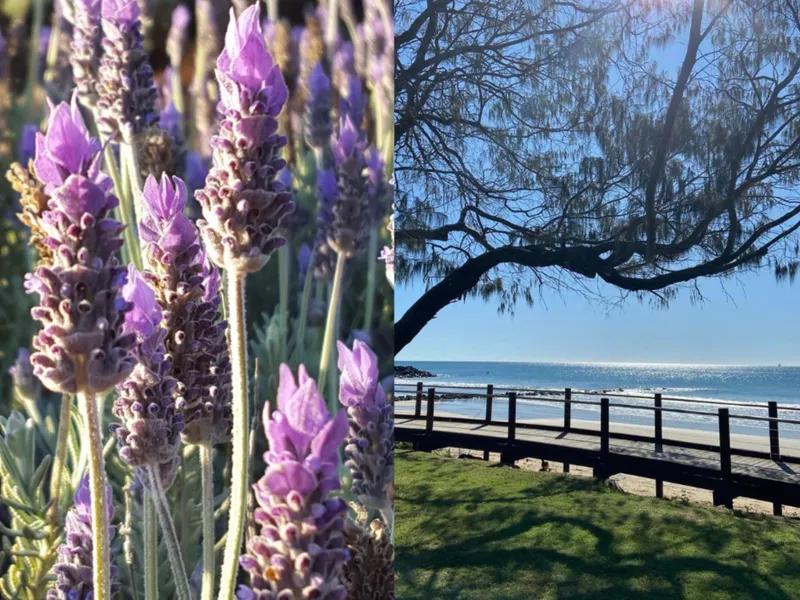 Prime Location - Farm & Business for Sale (Amandine Lavender)