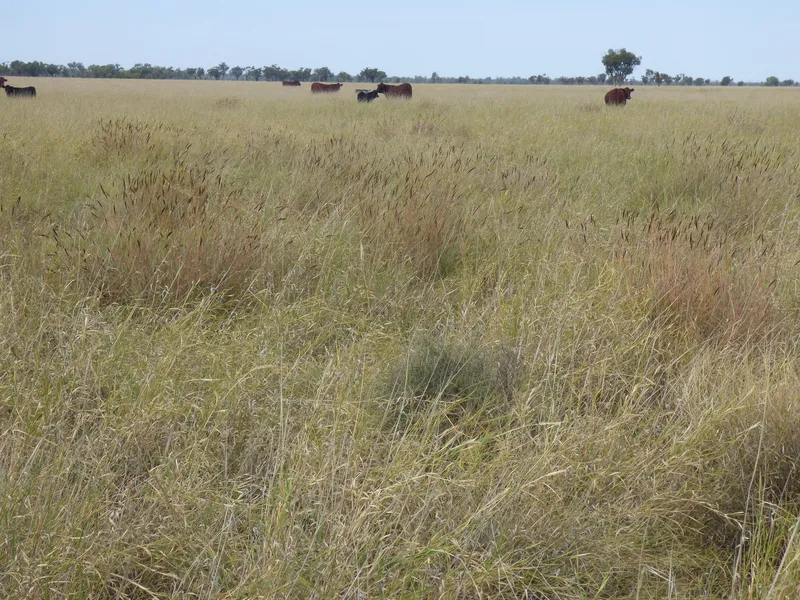 Historic Productive Warrego River Property - Only 2 Owners in 160 Years!