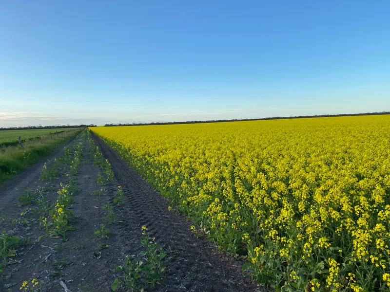 Farmers Road and Mills Road East, Munglinup - Cropping opportunity on the South Coast