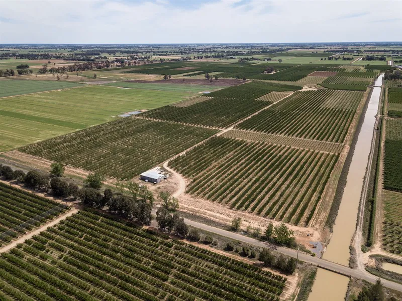 Prime Young Cherries and Stone Fruits