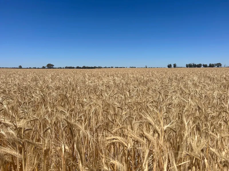 FOR LEASE by Tender: KIATA/GLENLEE Cropping Land 1,300 Ac (526.09 Ha)*