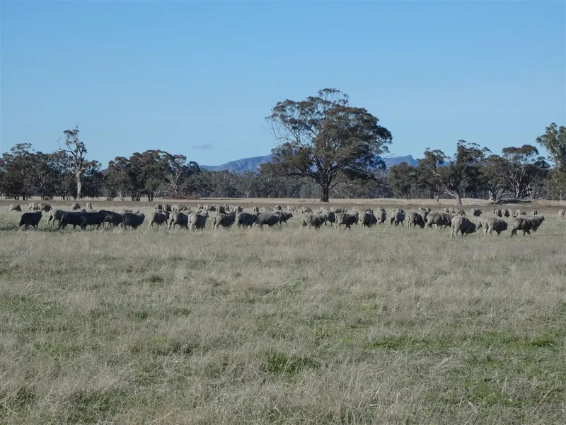 319.75 acres - Grazing/cropping
