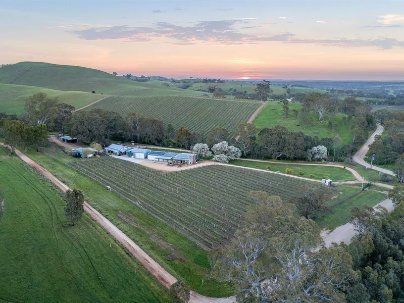 Barossa Winery Opportunity