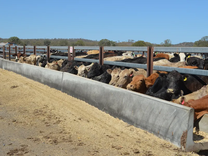 ‘Biddeston Feedlot’ Unique Cattle & Horse Depot